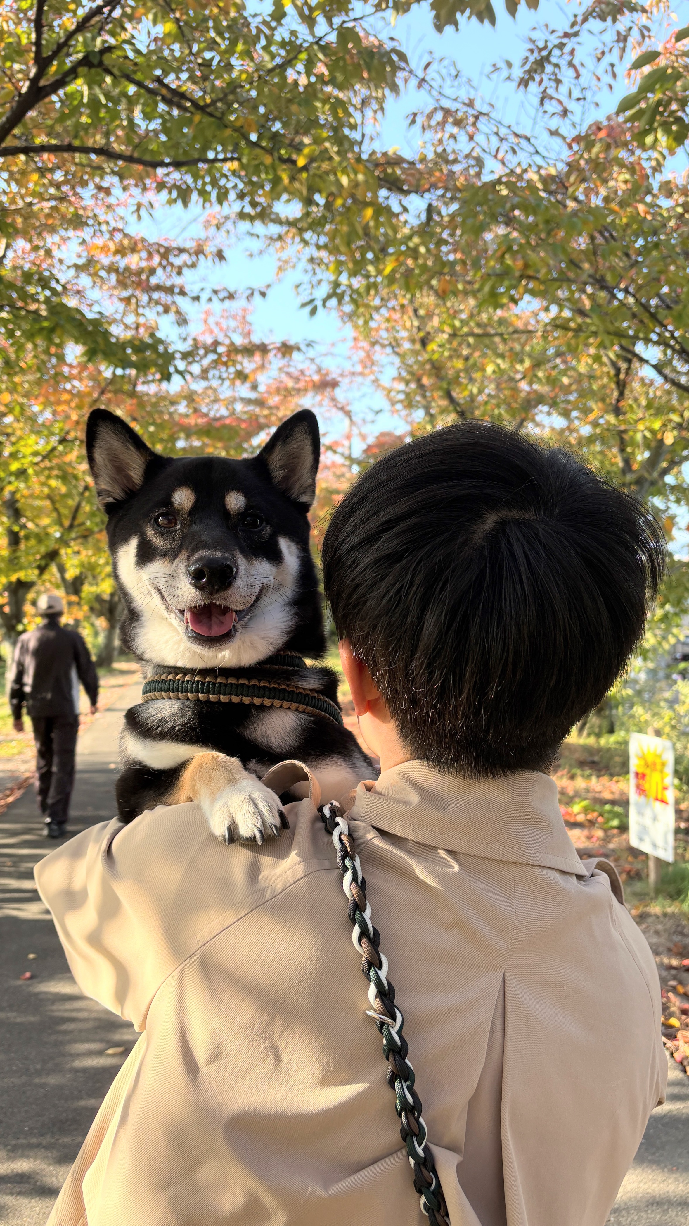 紅葉の木々の下で抱っこされ、こちらを見ている黒柴ウニ