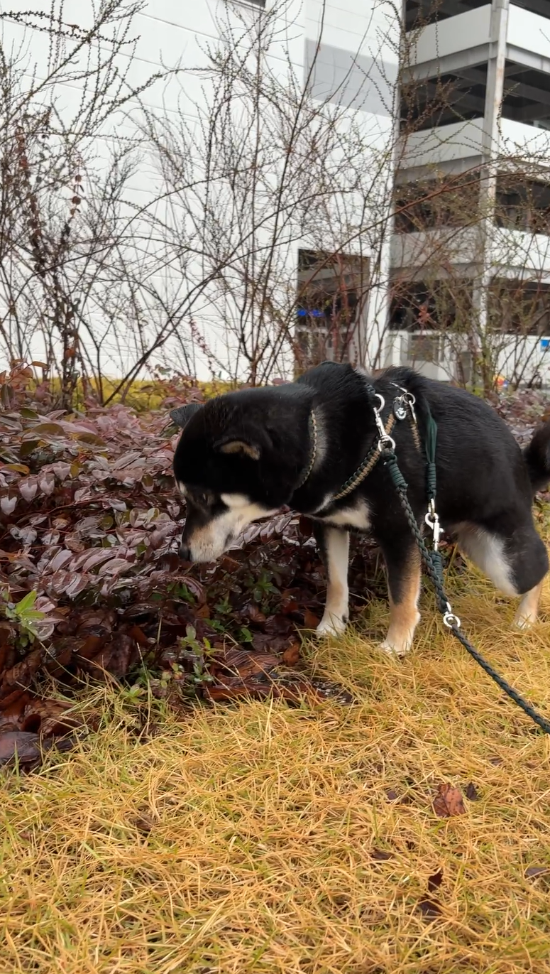 散歩中に植え込みのにおいを確かめる黒柴ウニ