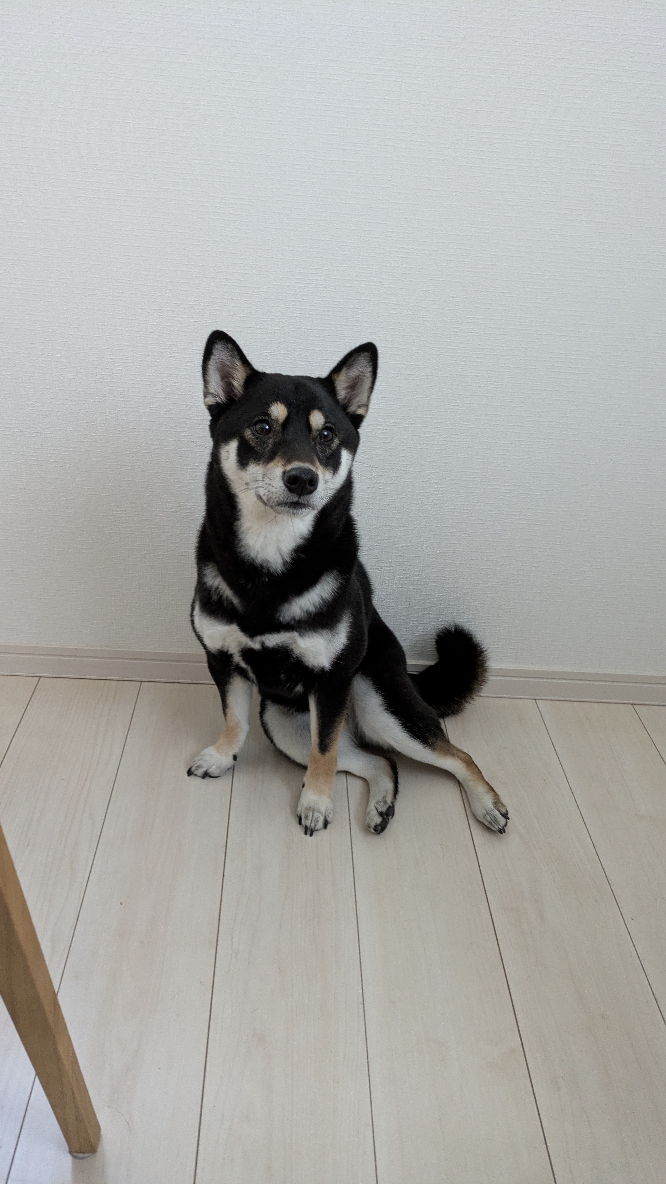 室内の床に座り、こちらを見る黒柴ウニ