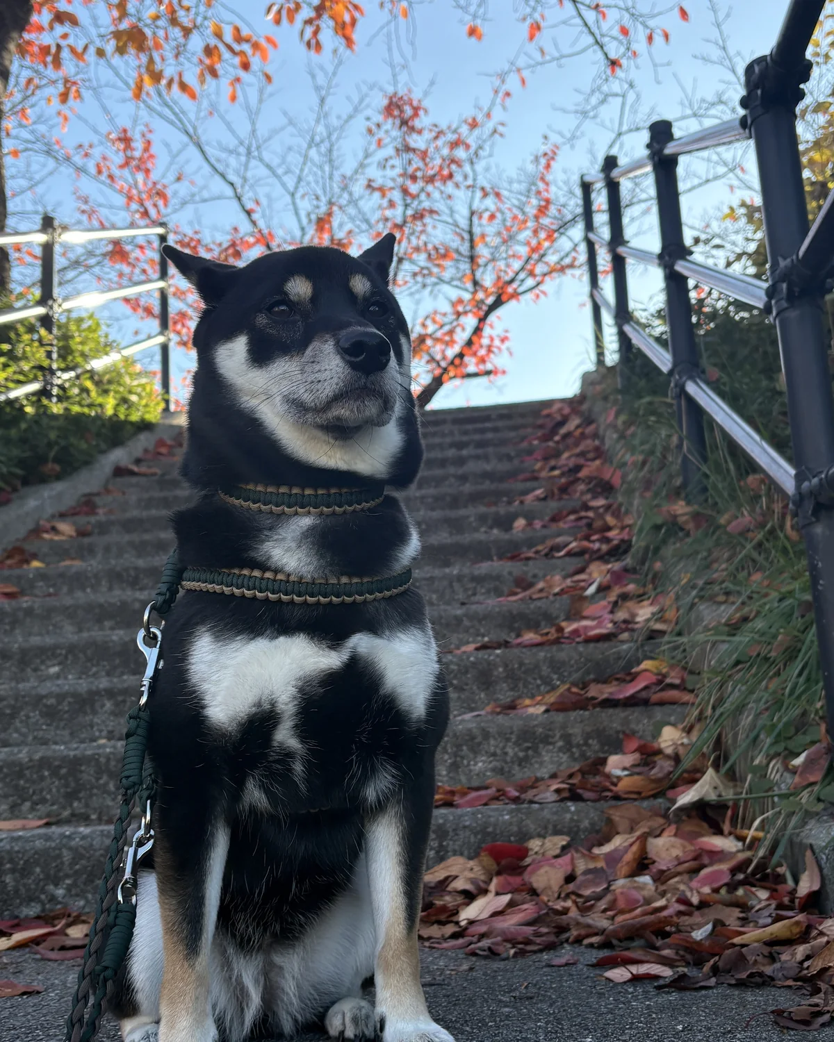 秋の散歩道でハーネスとリードを着けて座る黒柴のウニ