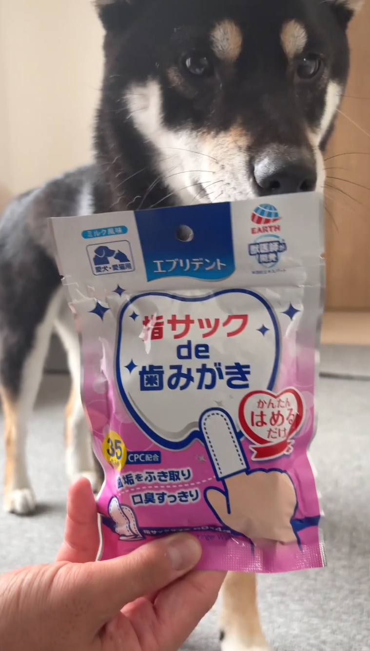 エブリデント指サックde歯みがきの袋と黒柴ウニ