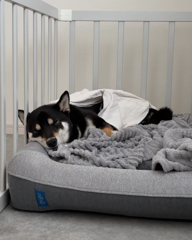 サークル内のベッドで毛布に包まれて眠る黒柴ウニ