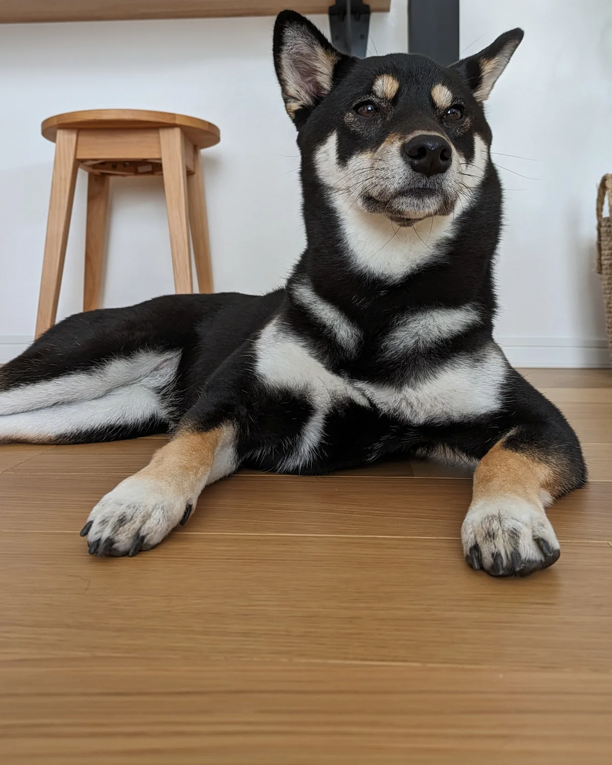 室内でくつろぐ黒柴のウニ
