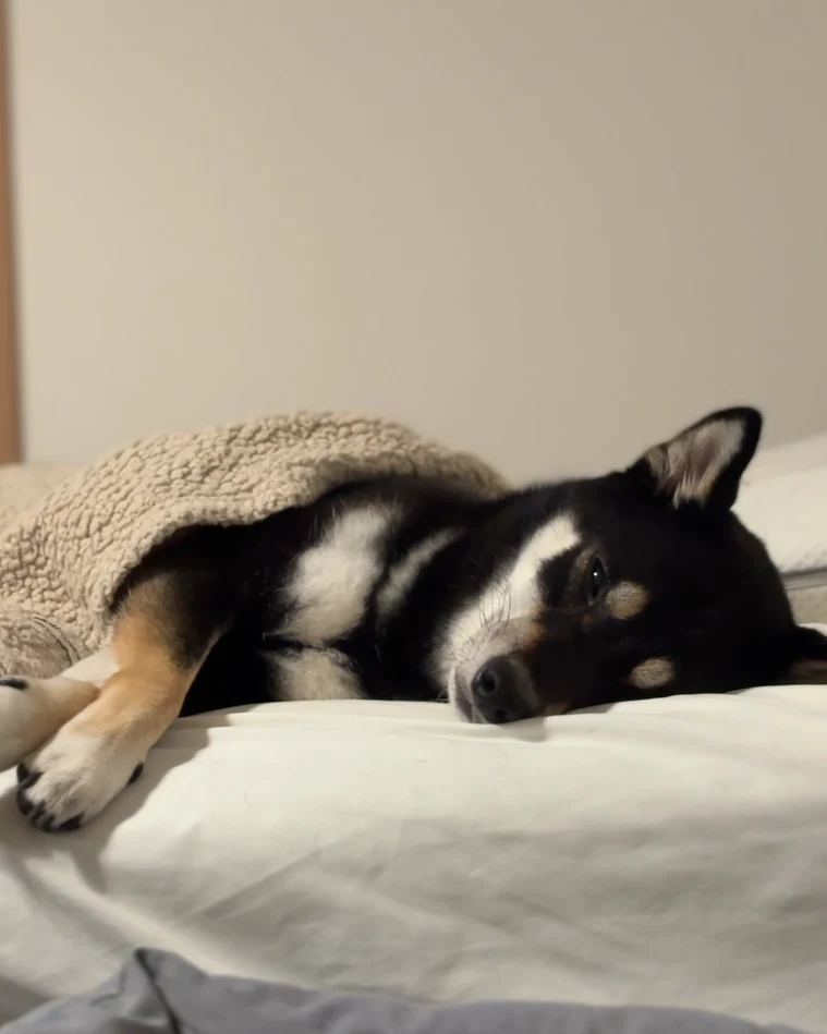 家族のベッドで布団をかけて横になる黒柴ウニ