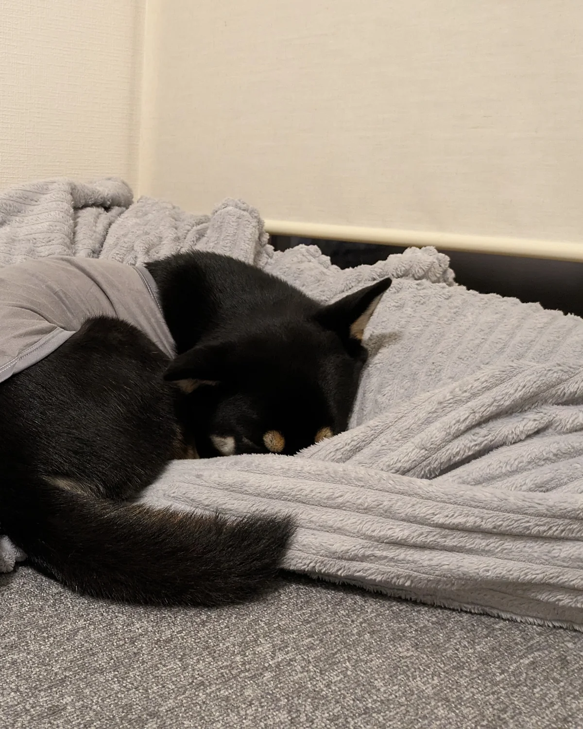 自宅の毛布の上で丸くなって休む黒柴のウニ