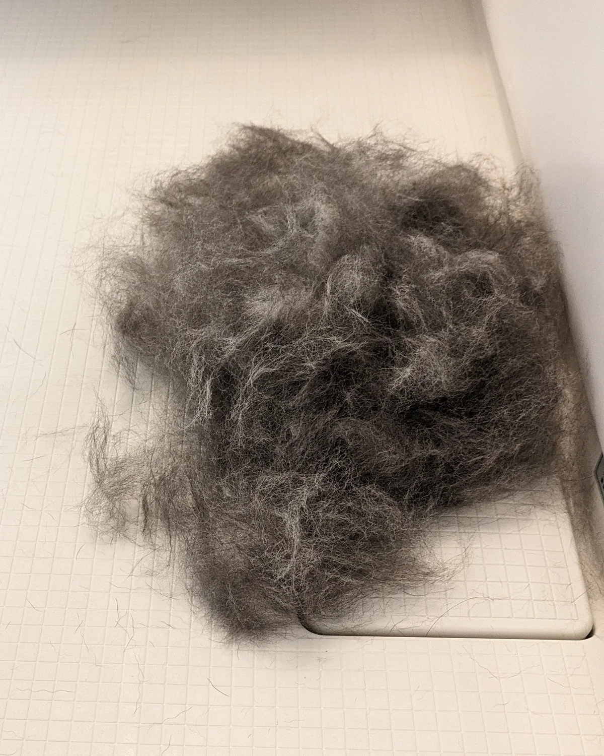 黒柴ウニの手入れで取れた大量の抜け毛