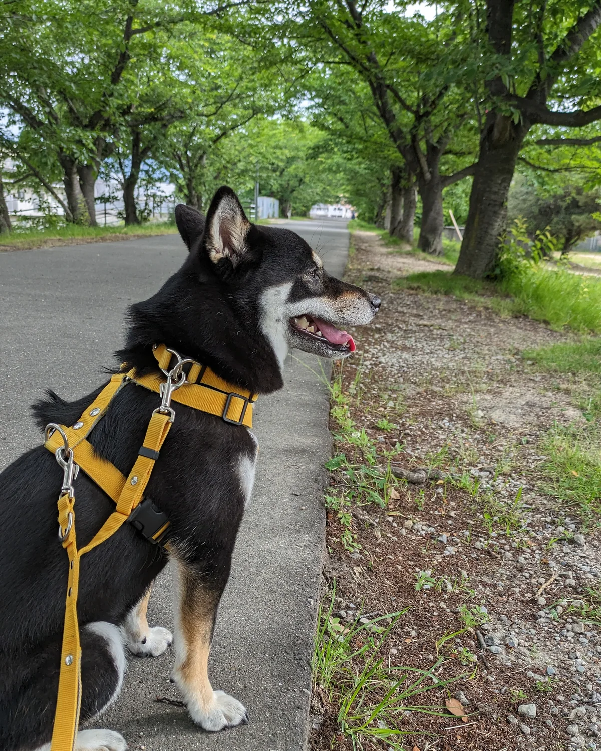 緑の多い散歩道で立ち止まる黒柴のウニ