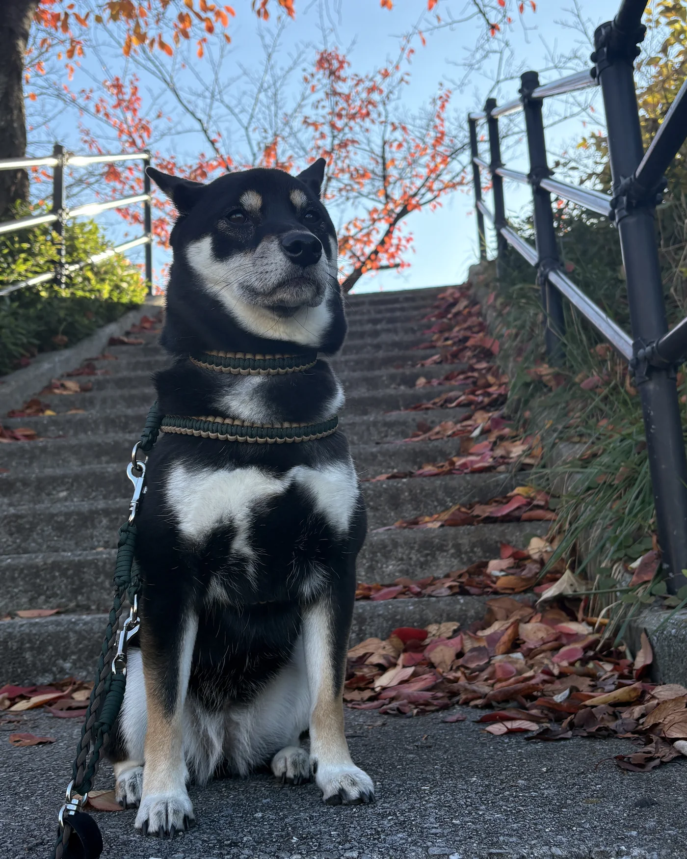 紅葉した木の下の階段で、ハーネスとリードを着けて座る黒柴のウニ